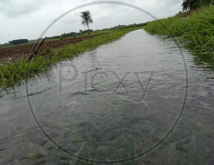 Water Drain Closeup On Paddy Firm