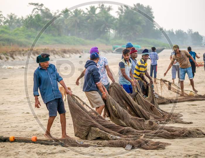 Indian Fishermen Sorting Freshly Catch Fish From Fishing Net At Malvan Beach At Morning