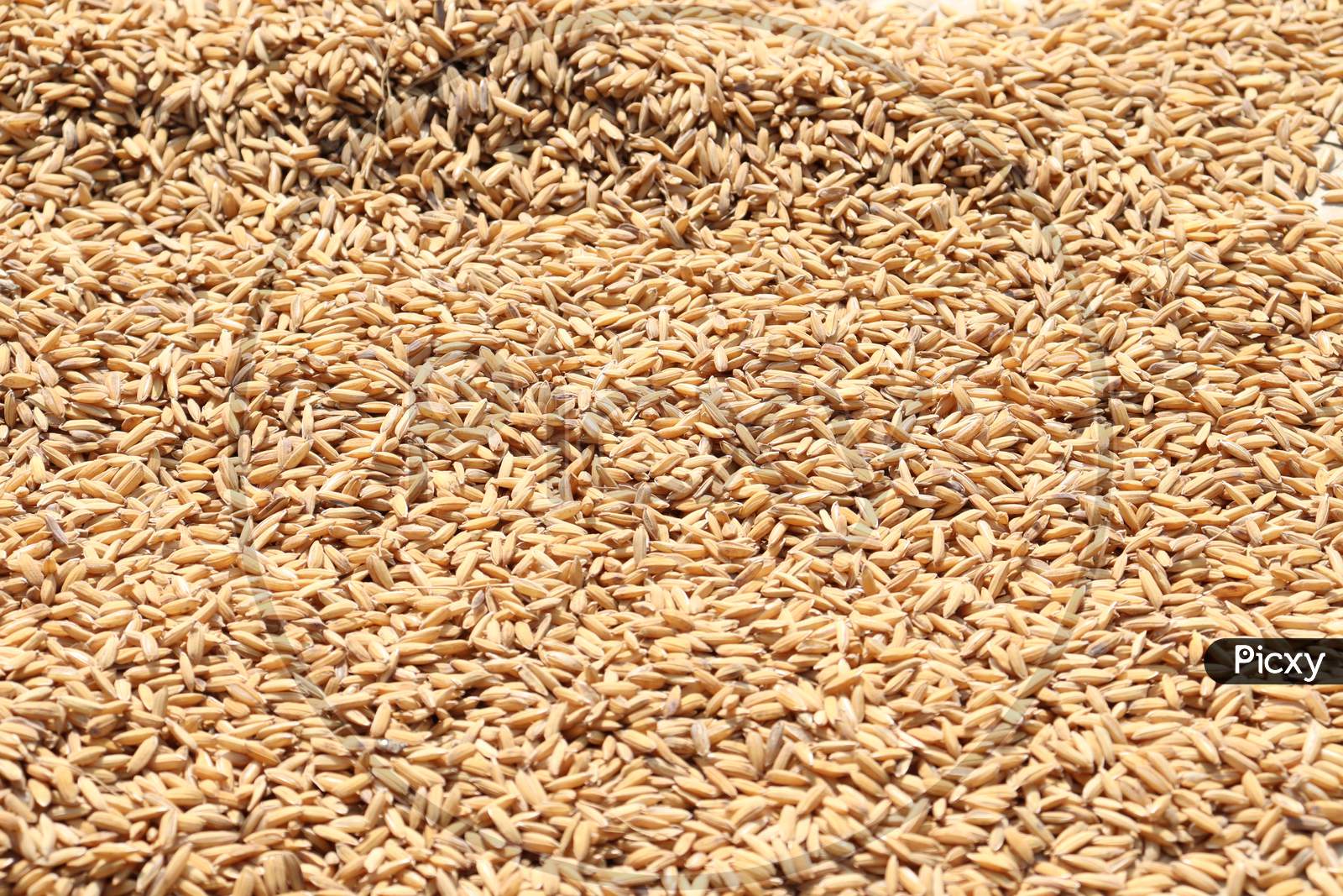 Ripe Paddy Stock On Shop For Sell