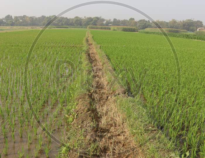 Green Colored Paddy Firm With Drain