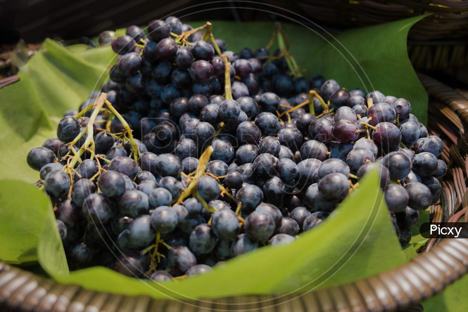 A Pile Of Fresh Organic Ripe Sweet Juicy Black Seedless Grapes In The Wicker Basket.