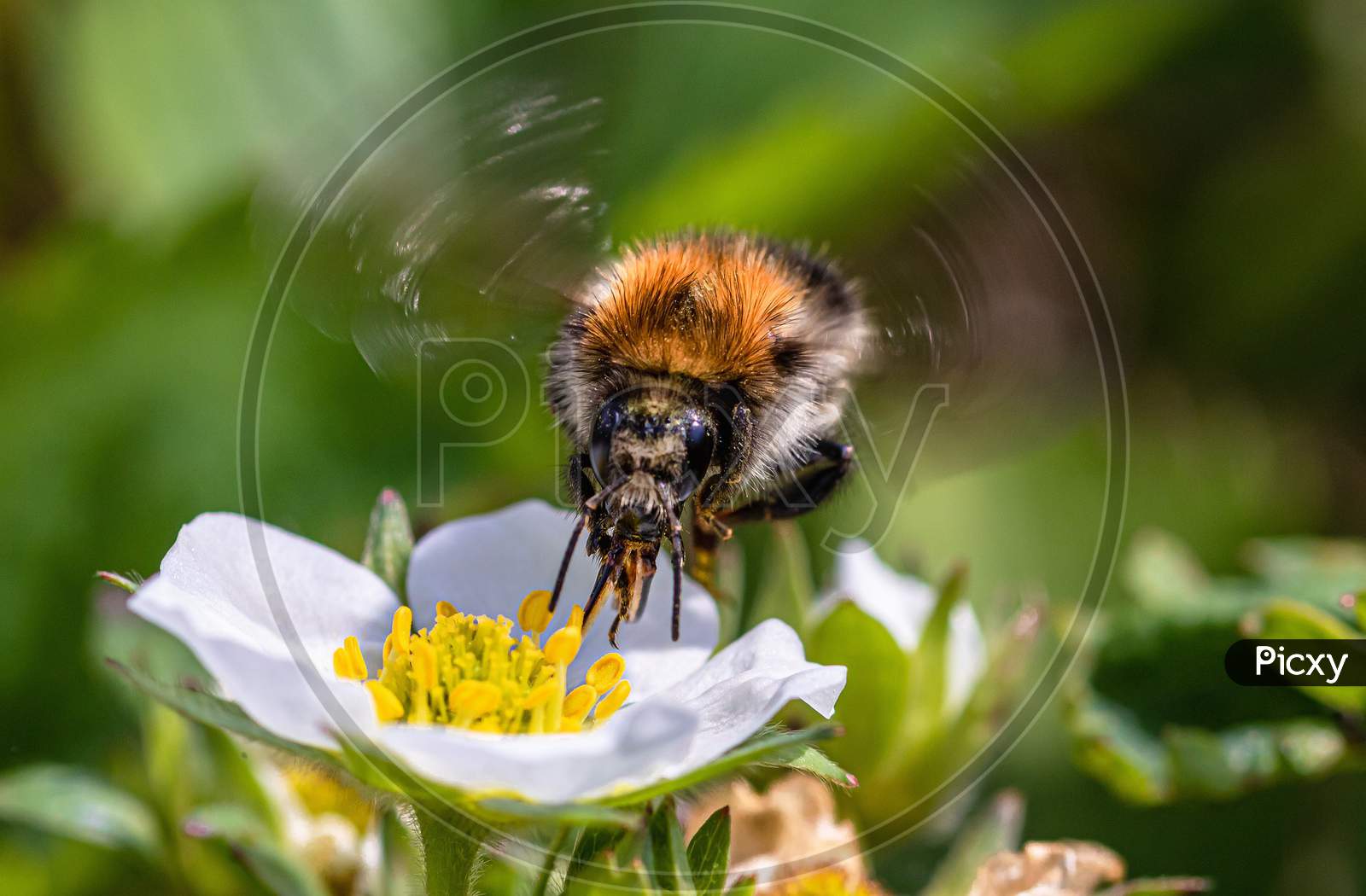 bee in the flower