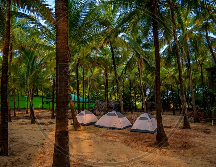 Bright Tents Surrounded By Coconut Trees For Trekkers For Camping Near Sea Shore