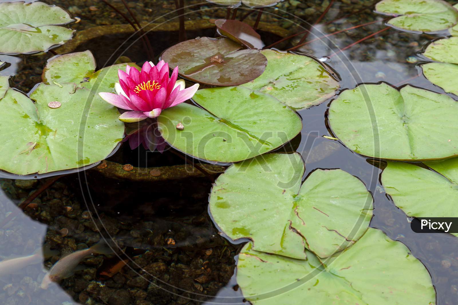 Water Lily (Nymphaeaceae)