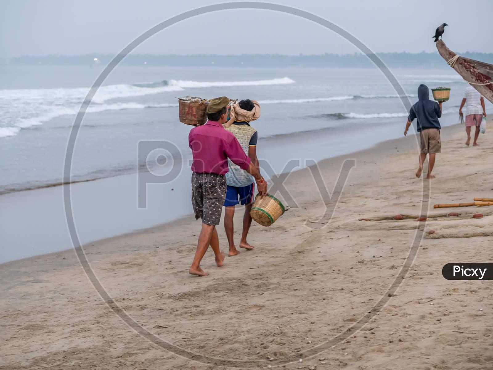 Indian Fishermen Carrying Freshly Catch Fish At Malvan Beach At Morning