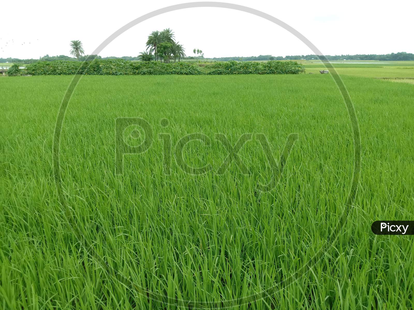 Green Colored Paddy Firm For Harvest