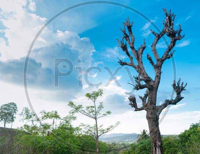 Landscape Of Tree With Leaves And Blue Cloudy Sky With Sun Rays. Used Selective Focus On Tree.