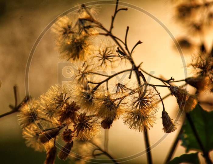 Beautiful dandelion in backlit dandelion in golden light