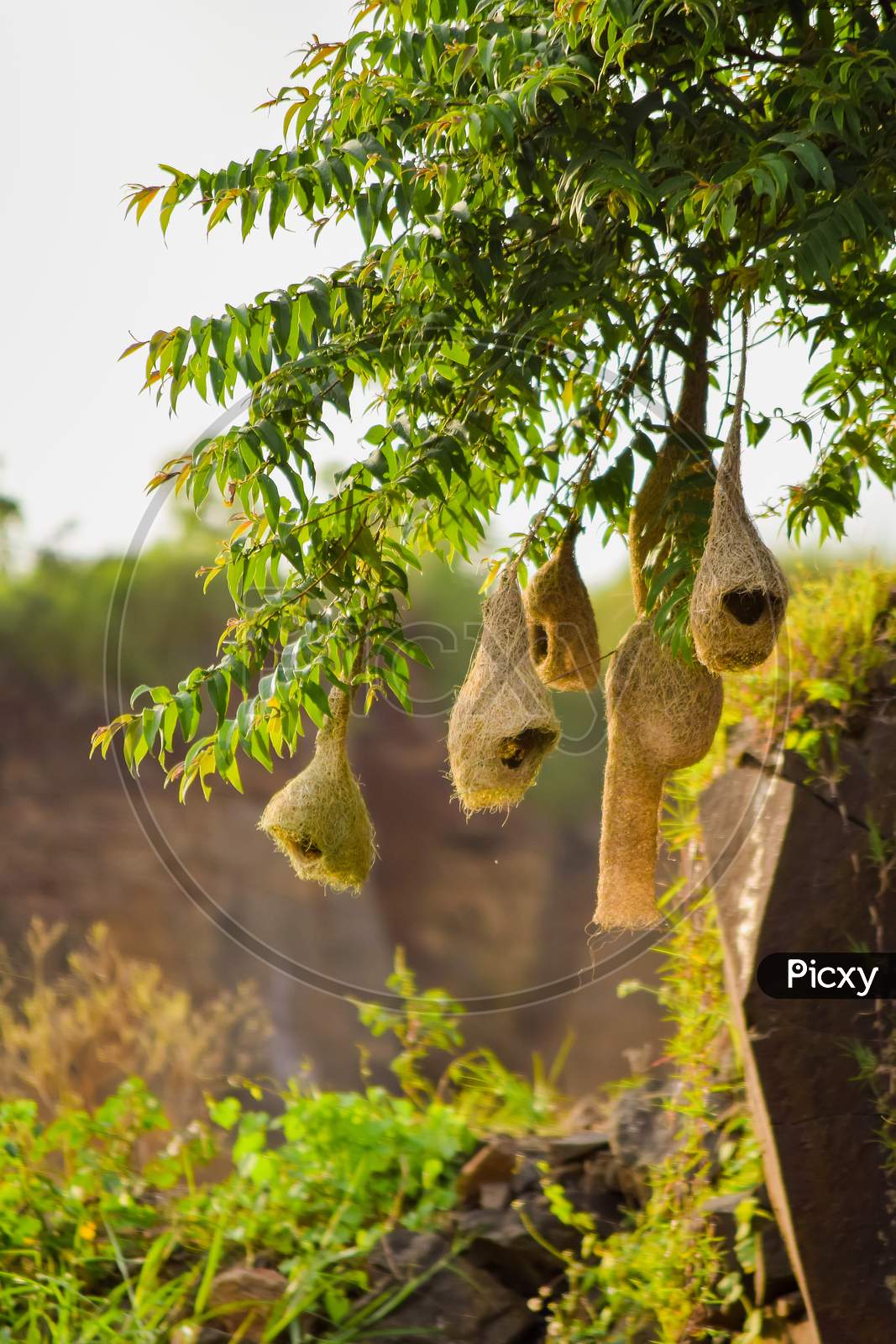 Nests Of Weaver Bird Hanging To The Tree Branches. Used Selective Focus.