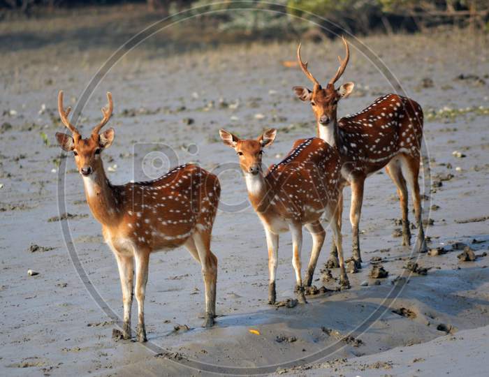 Three Spotted Deers At Sundarban Tiger Reserve Standing On The Mud Bank Of River.