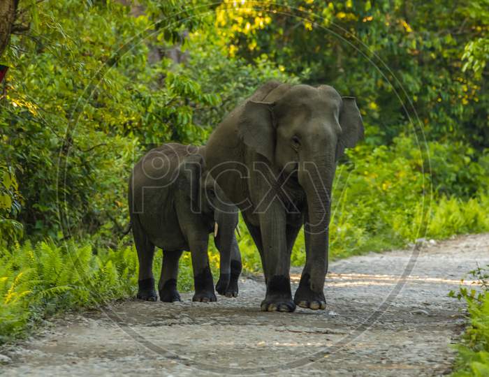 Elephant with Cub