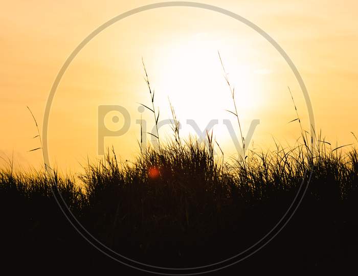 Silhouette Of Grass With Sin In The Evening Orange Sky.