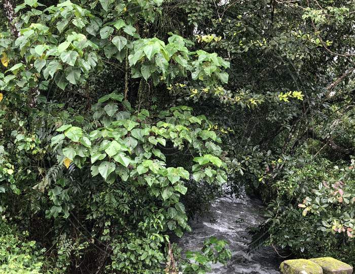 Stream In Jungle