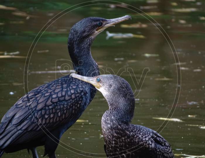 Indian cormorant or Indian shag