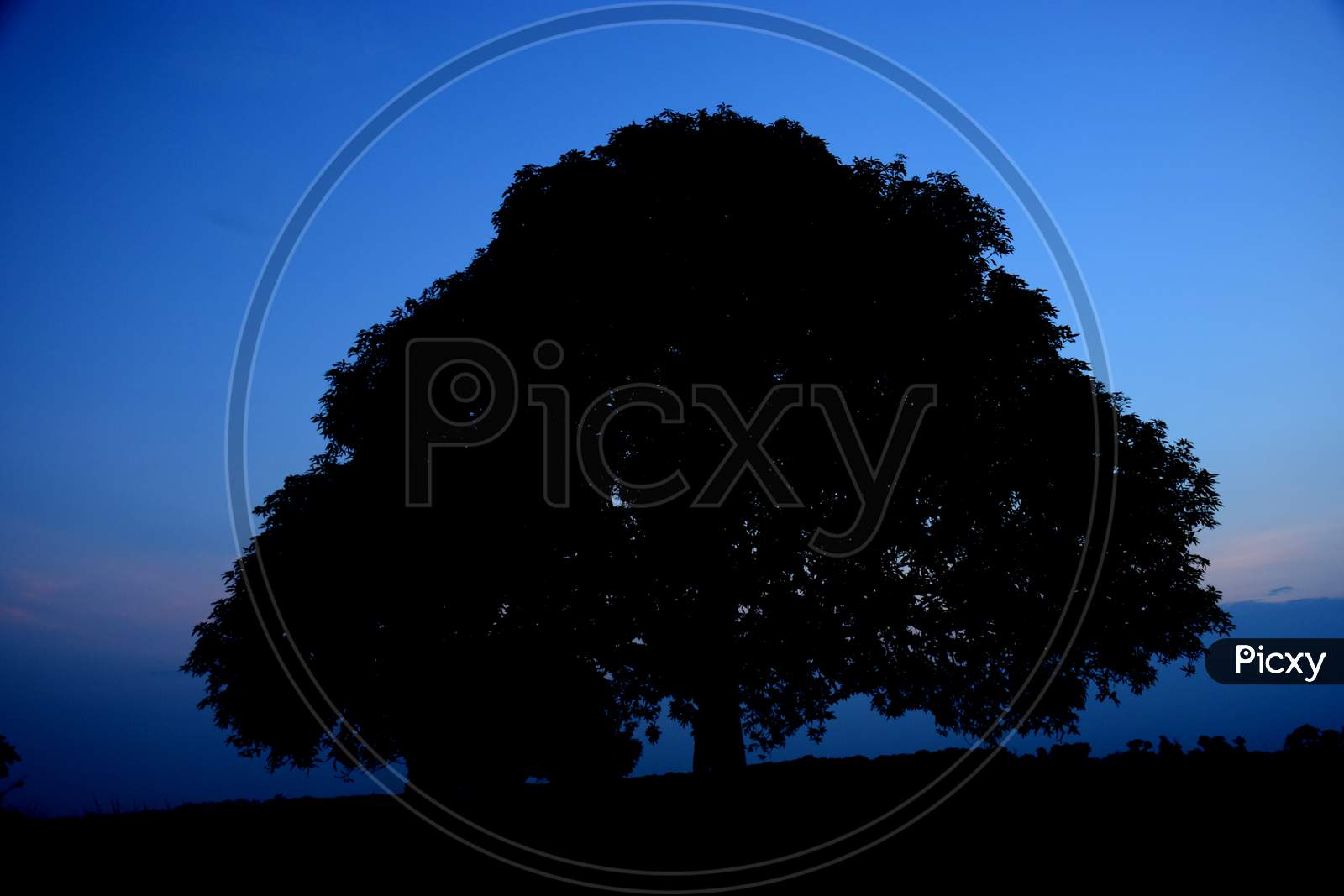 Tree with blue sky