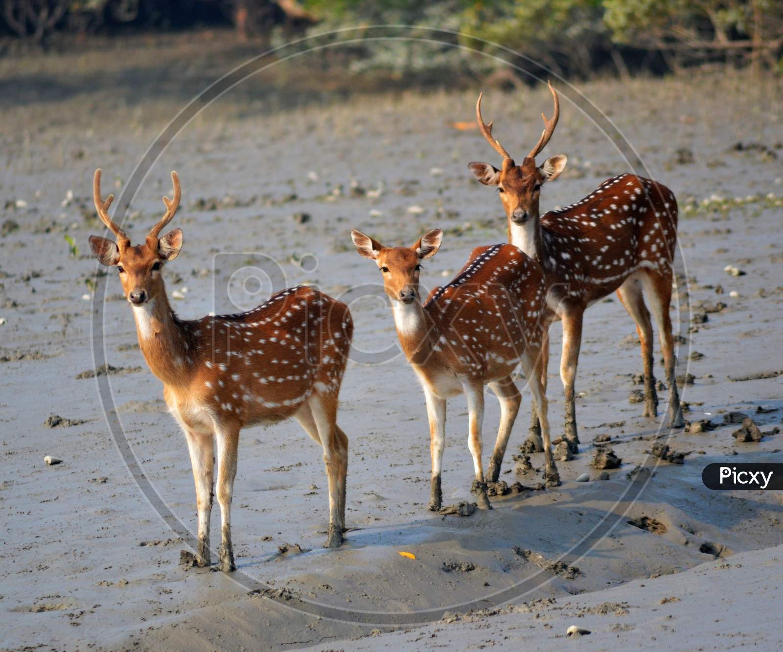 Three Spotted Deers At Sundarban Tiger Reserve Standing On The Mud Bank Of River.