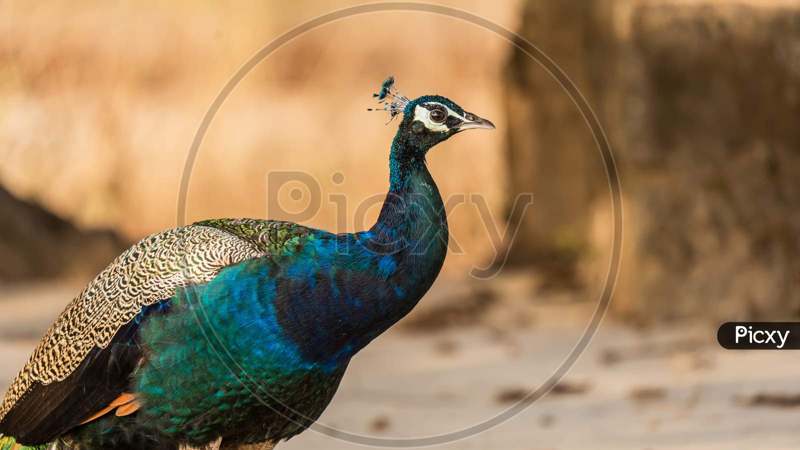 Peacock (Peafowl male)