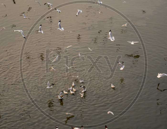 Group Of Seagulls Flying Over The Water