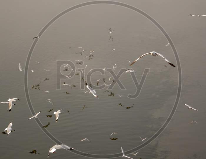 Group Of Seagulls Flying Over The Water