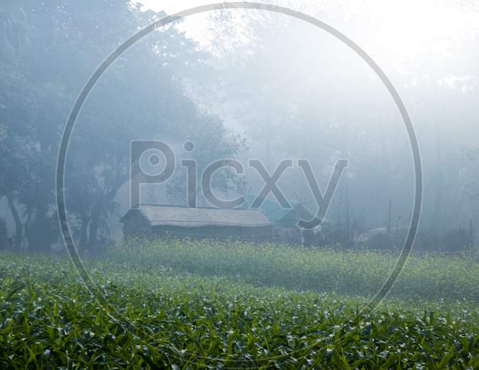 View Of A Corn Farm And A Farm House In Winter Season Foggy Morning