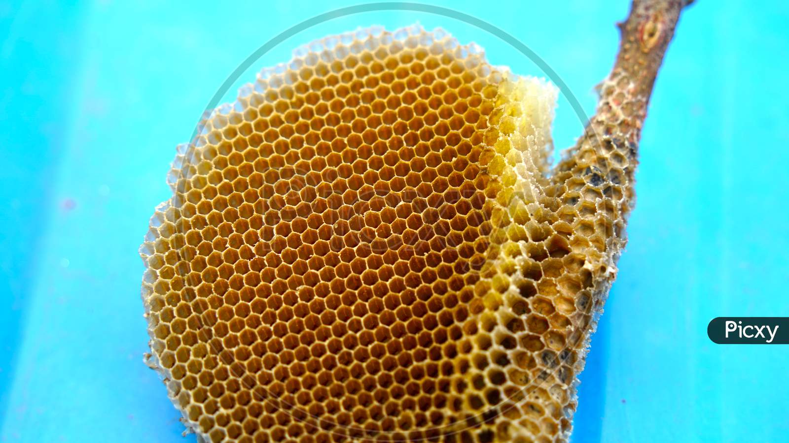 blue beehive honey