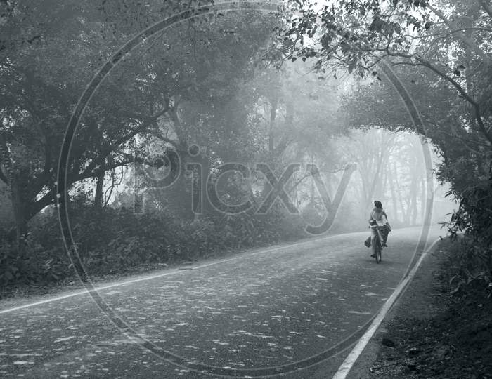 One Person Riding Cycle On Road Between The Forest