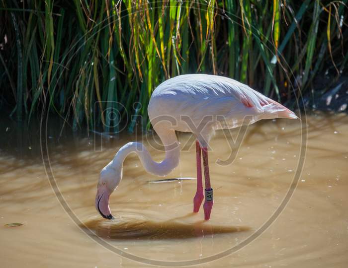 Greater Flamingo (Phoenicopterus Roseus)