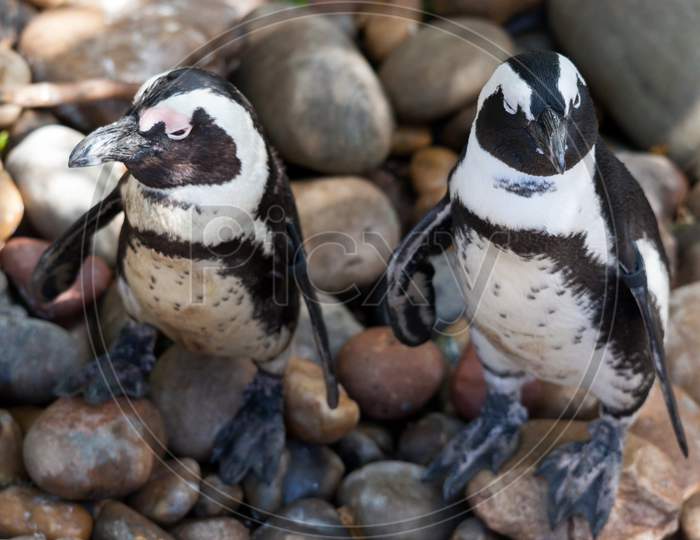 Juvenile African Penguins (Spheniscus Demersus)