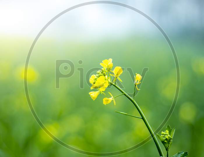 The Yellow Ripe Mustered Flowers With Plant Growing Together In Farm