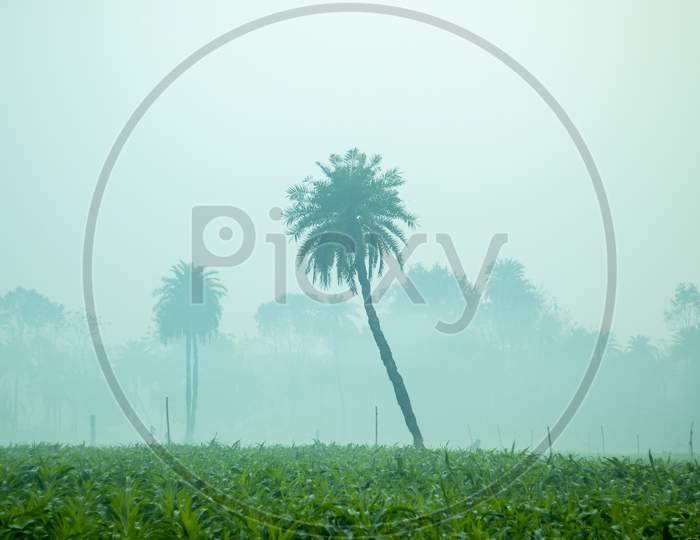 View Of A Corn Farm In Winter Season Foggy Morning