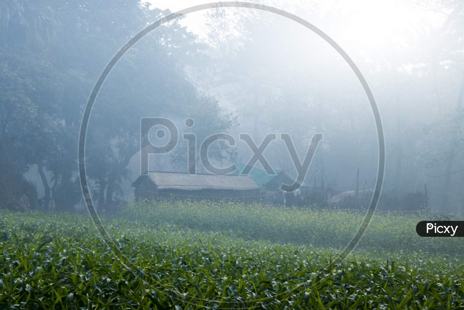 View Of A Corn Farm And A Farm House In Winter Season Foggy Morning