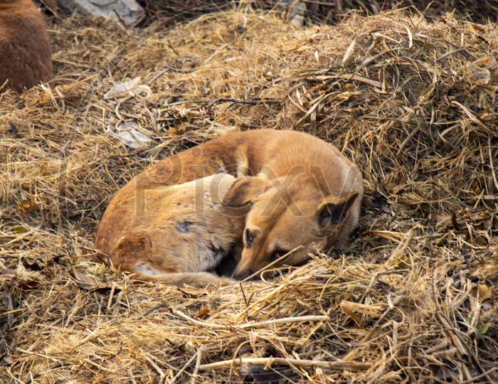 Abandoned Stray Dog Sleeping On The Grass