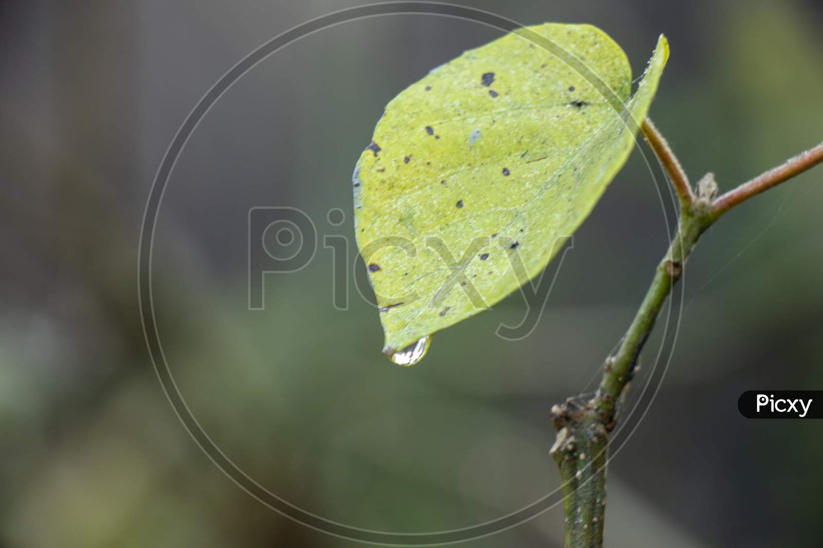 Water Drops Falling From Leaf