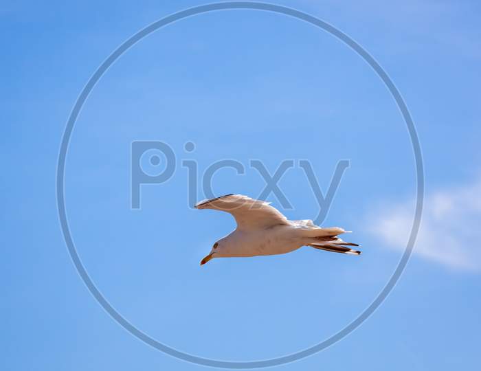 Common Seagull (Larus Larus) In Flight