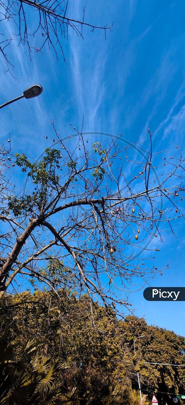 image-of-trees-in-winter-ne510198-picxy