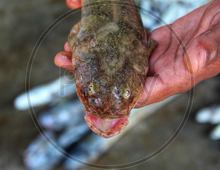 Big glossogobius tank goby fish in hand