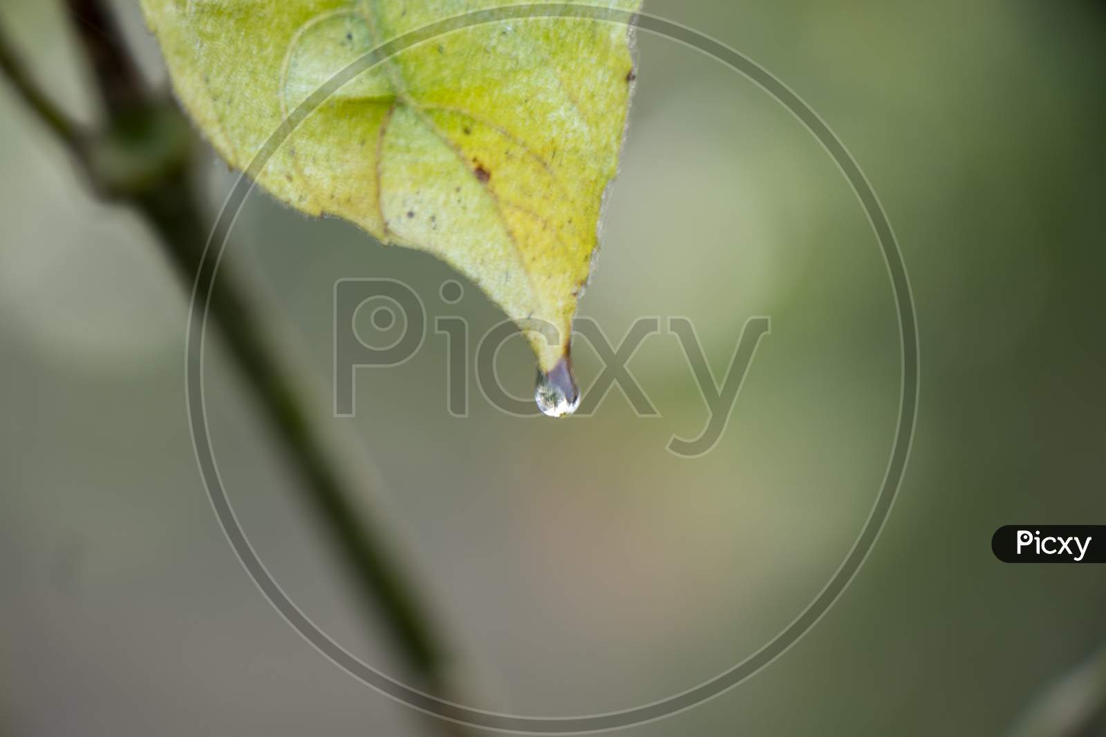Water Drops Falling From Leaf