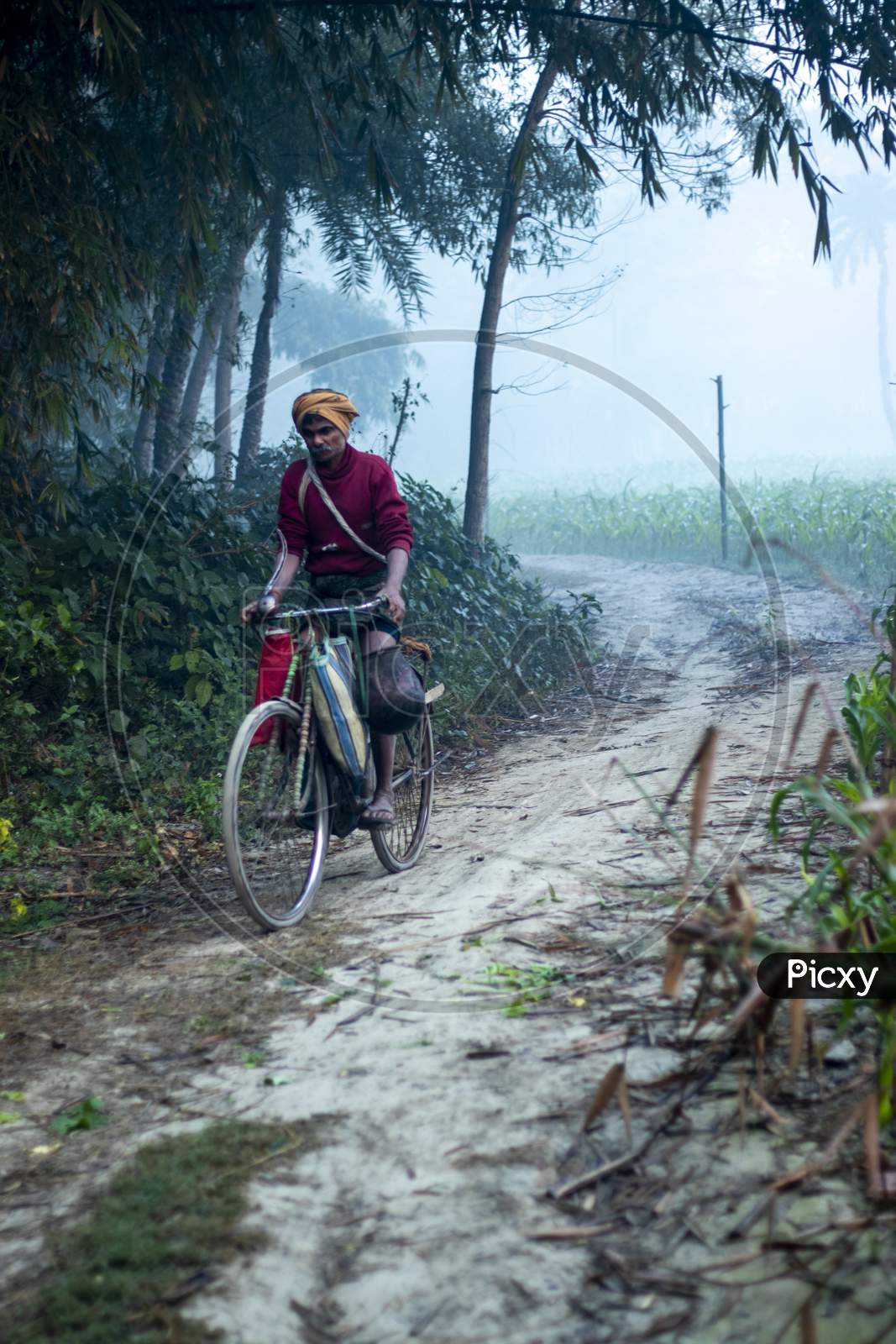 One Person Riding Cycle On Road Between The Forest Begusarai, Bihar, India 20-01-2021