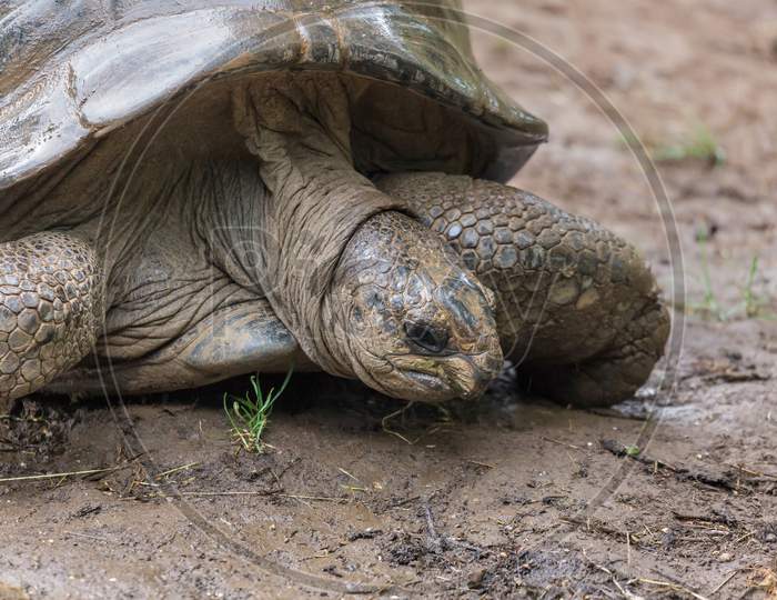 Possibly A Seychelles Giant Tortoise