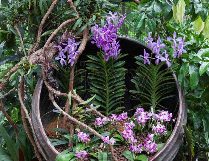 Orchids On Display In Singapore Botanical Gardens