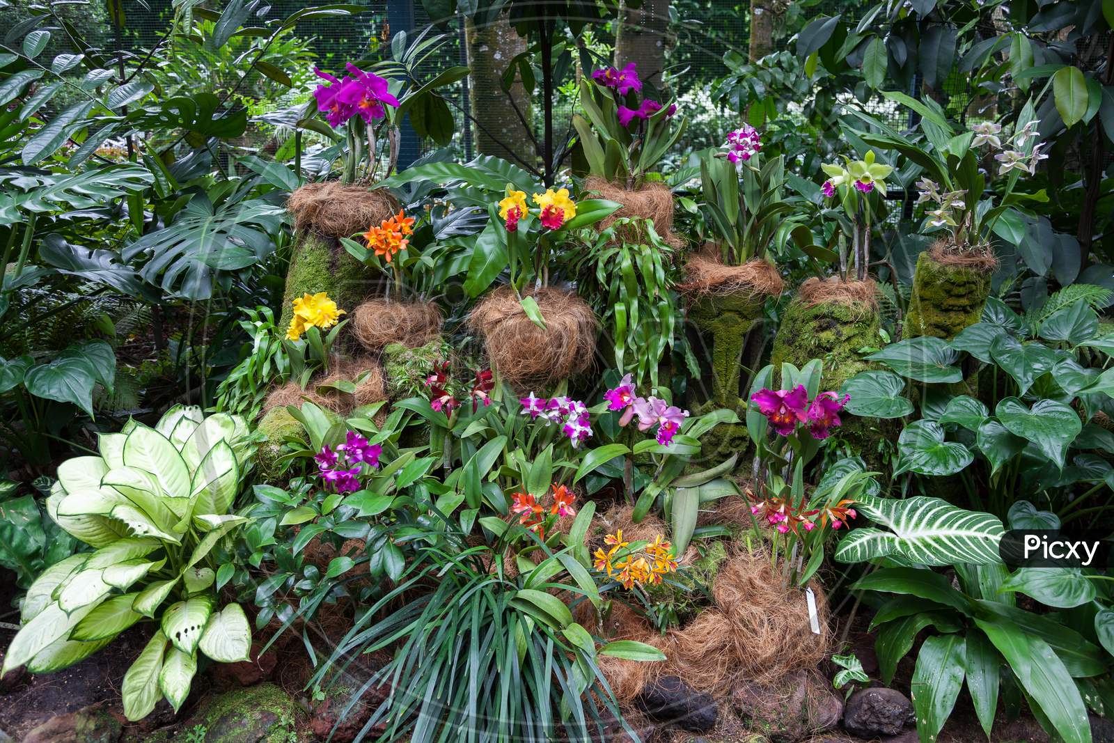 Orchids On Display In Singapore Botanical Gardens