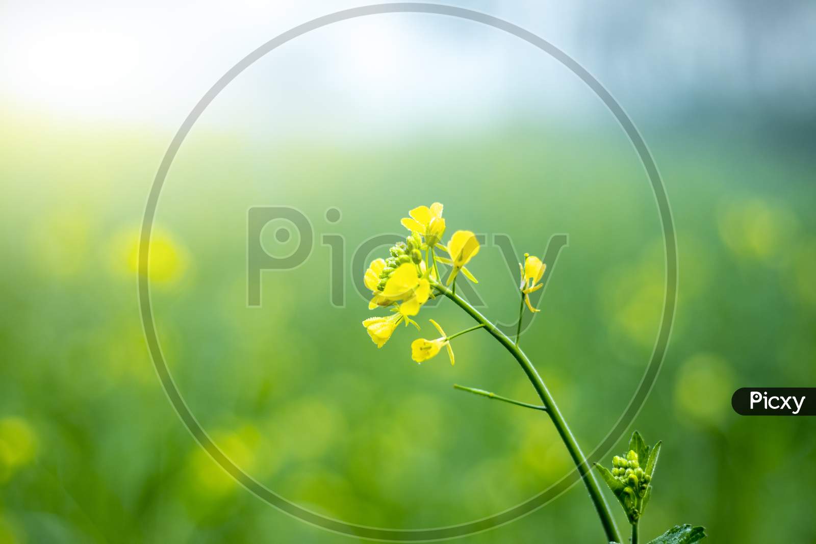 The Yellow Ripe Mustered Flowers With Plant Growing Together In Farm