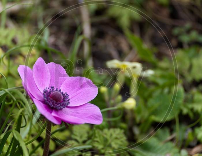 A Magenta Anemone Flowering In A Garden In Springtime