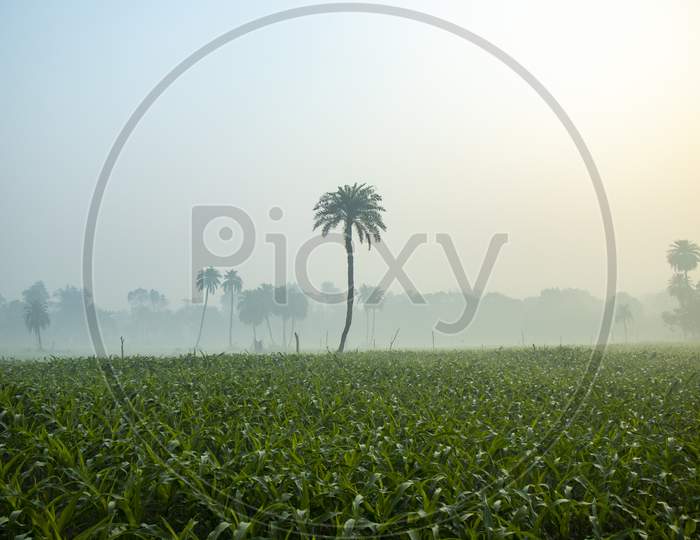 View Of A Corn Farm In Winter Season Foggy Morning