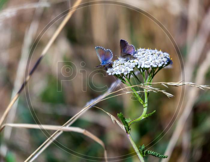 Common Blue Butterfly (Zizina Otis Labradus)