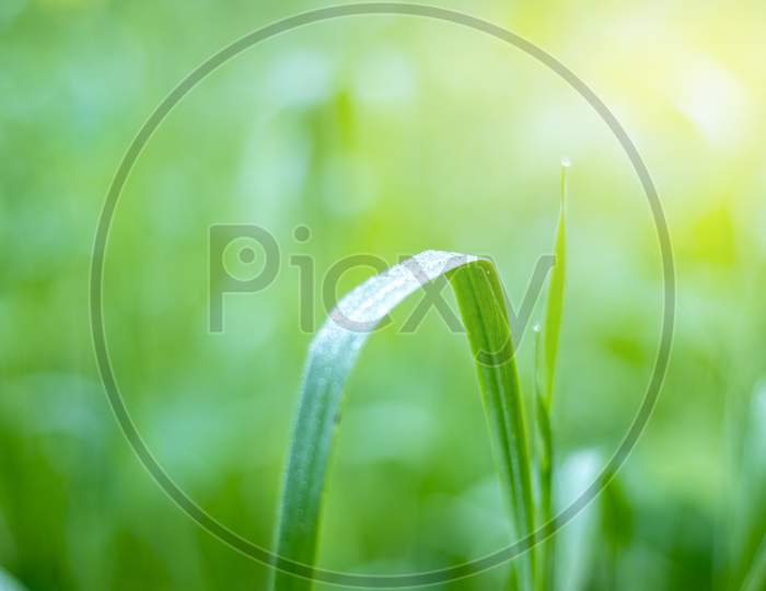 Water Drops On Leaf With Greenery Fresh Background, Corn Field Agriculture. Green Nature. Rural Farm Land