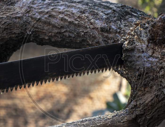 Close-Up Of Woodcutter Sawing Chain Saw In Motion, Bring Down Trees Concept