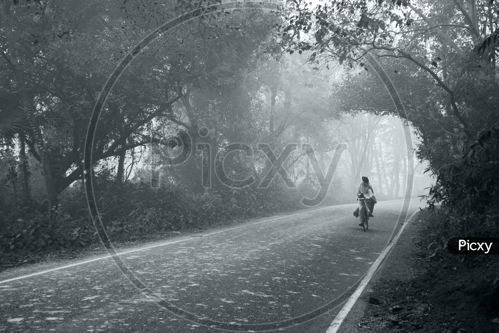 One Person Riding Cycle On Road Between The Forest