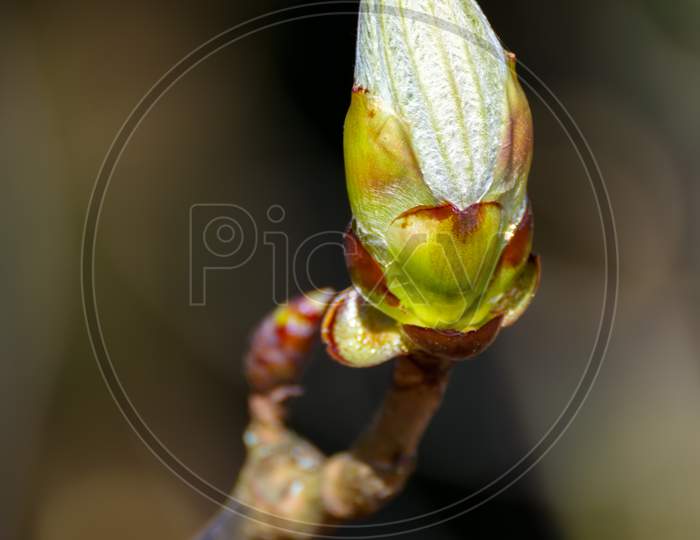 Sticky Bud Of The Horse Chesnut Tree Bursting Into Leaf