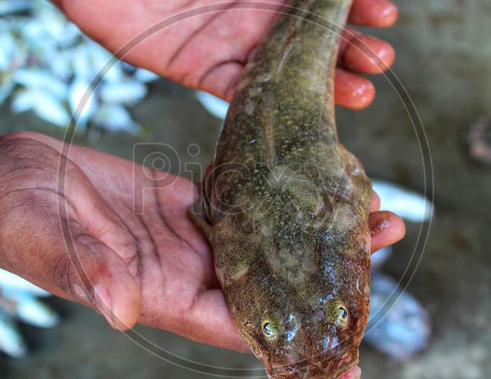 Big glossogobius tank goby fish in hand in indian fish market